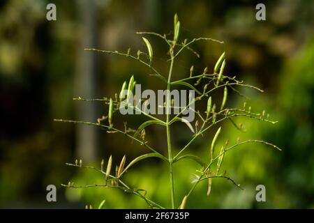 Basil (tulsi). Closeup of indian basil plant basil organic Ayurveda ...