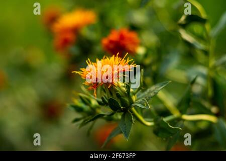 Yellow red and dark red safflower and seed varieties are produced from large farm gardens Stock Photo