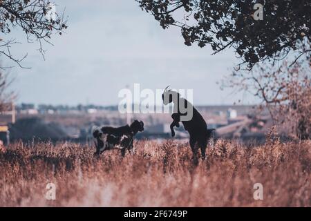 Goats in a country plays with each other at sunset light Stock Photo