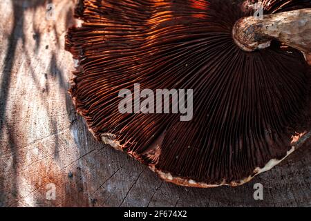 Nice texture of wild mushroom hat placed on the wood Stock Photo