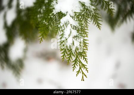 Snow covered of thuja branch. Close up. Coniferous branches and cones covered with hoarfrost. Close up. Stock Photo