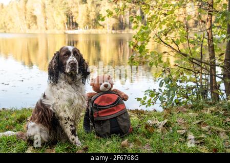 hunting dog backpack