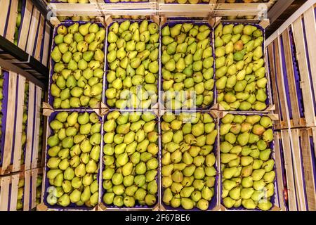 Fruits in crates ready for shipping. Cold storage interior. Stock Photo