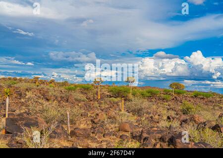 Quiver trees in warm light, background blue sky with beautiful clouds at Keetmanshoop, Namibia Stock Photo