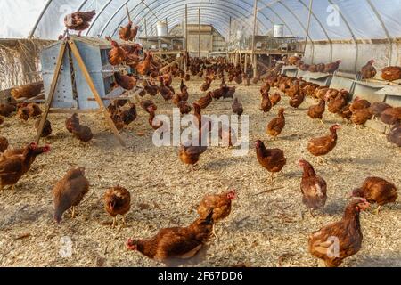 Red free-range chickens in large chicken coop facility on organic farm.