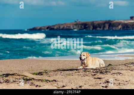 Adult Golden retriever laying down on a wet sand on a beach in summer sunny day Stock Photo