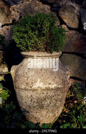Ancient amphora in garden with thuja next to the stone wall Stock Photo