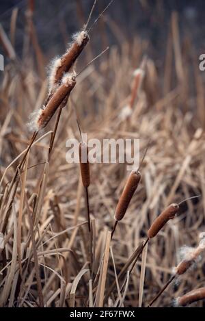 Beautiful dry bulrush stems in a swamp Stock Photo
