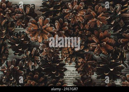 Pine cones Stock Photo