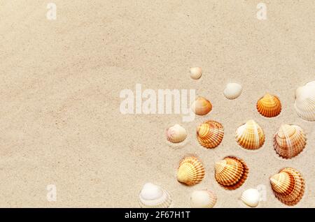 Seashells pattern on the sandy beach. Summer background. Stock Photo