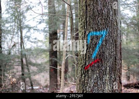 Spray Painted Numbers Painted on Trees in Pennsylvania for the Timber Industry Stock Photo