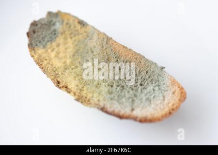 Piece of bread with green mold lying on white background closeup