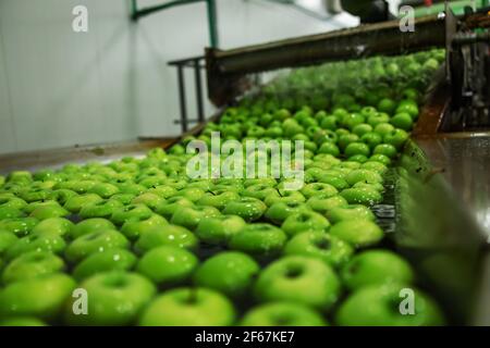 Transport of freshly harvested apples in a food factory for sale. Green apple. Stock Photo