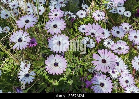 Beautiful field of colorful african daisies, Dimorphoteca Ecklonis Stock Photo