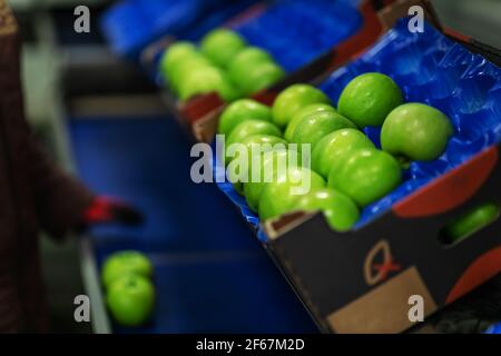 Transport of freshly harvested apples in a food factory for sale. Green apple. Stock Photo