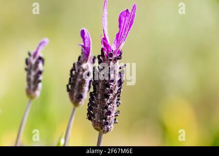 Lavandula stoechas, Spanish lavender or topped lavender or French lavender,flowering plant in the family Lamiaceae,native of Mediterranean countries,i Stock Photo