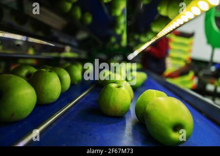 Transport of freshly harvested apples in a food factory for sale. Green apple. Stock Photo