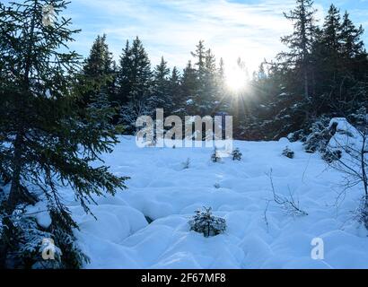 Snow covered glade in winter forest. Photo against sunshine. Natural landscape background, Vercors, France. Stock Photo