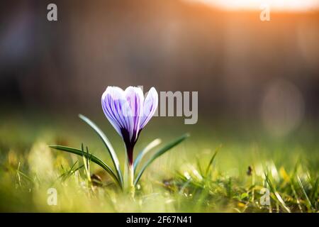 Single spring flower crocus on green grass closeup Stock Photo