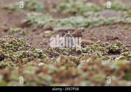 Abyssinian Grass Rat (Arvicanthis abyssinicus) juvenile on moorland Bale Mountains NP, Ethiopia          April Stock Photo