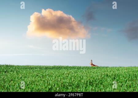 Small grey rabbit hare in green grass