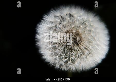 Close up of a dandelion seedhead Stock Photo