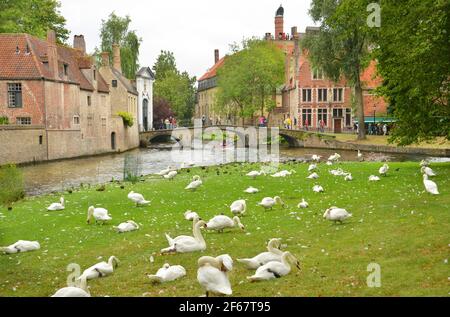 A beautiful landscape of a bridge with tourists across a canal and a green meadow full of white swans captured at Bruges, BELGIUM Stock Photo