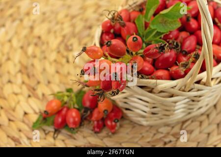 Freshly picked rose hips in a basket Stock Photo