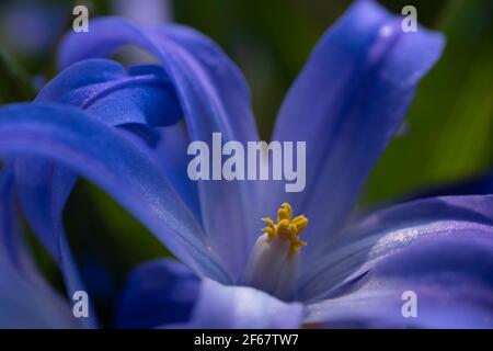 Chionodoxa or Scilla luciliae, the Glory-of-the-snow or Glory-of-the-snow is a bulbous perennial with blue blossoms like little stars Stock Photo