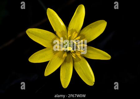 Ficaria verna or Ranunculus ficaria, commonly known as lesser celandine or pilewort. Early yellow spring flower, isolated on black background Stock Photo
