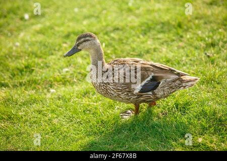 Duck grazing on green grass close-up. Animal watching. Stock Photo