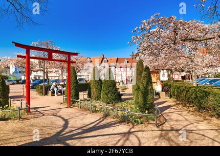 Hofheim, Germany - March 2020: Traditional Japanese 'Torii' gate and blooming Japanese cherry trees in old historic city center of Hofheim Stock Photo