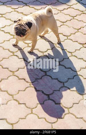 The pug stands on the asphalt, its tongue hanging out, casting a sharp shadow. Funny pets. Stock Photo