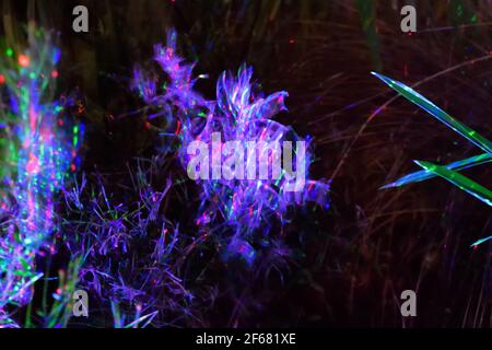 Colourful Lights Projected onto Plants at Night, Mysterious Abstract Background Stock Photo