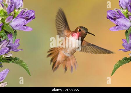 North America; Canada; British Columbia; Wildlife; Birds; Hummingbird; Rufous Hummingbird; Selasphorus rufus; Male Stock Photo