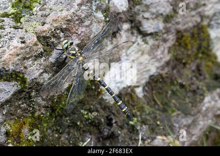 Golden-ringed Dragonfly Sitting on a Rock in the Lake District Stock Photo