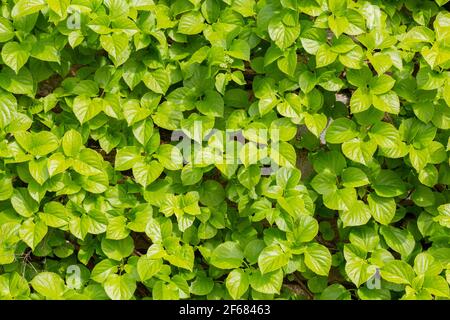 A Hydrangea petiolaris in full growth phase of its leaves. green vegetable background. Stock Photo
