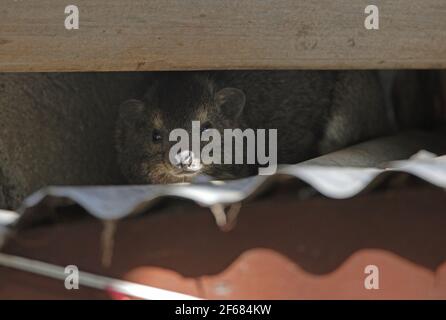 Bush Hyrax (Heterohyrax brucei) adult sheltering in gap under roof Ethiopia                April Stock Photo