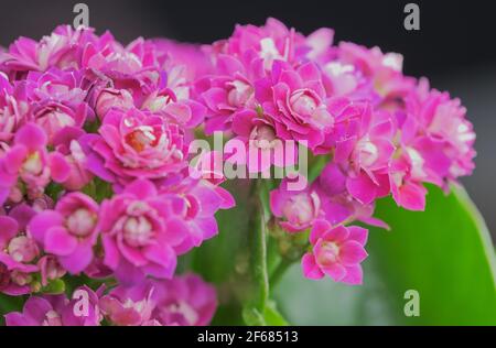 macro color picture of pink Kalanchoe blossfeldiana flower Stock Photo