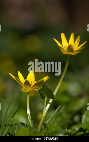 Close-up of two yellow flowers of Lesser celandine, a beautiful yellow flower in early spring Stock Photo