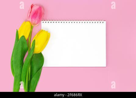 Tulips with empty notebook with spiral on pink background. greeting card. Copy space Stock Photo