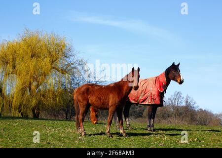 Horses standing in field in early spring in High Weald between Southborough and Tonbridge, Kent, England. The tree is a weeping willow (Salix babyloni Stock Photo