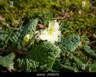 Primula vulgaris or Primrose flowering in early spring in Ireland Stock Photo