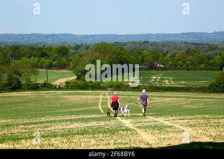 Couple and dog walking across field of newly planted wheat on the Wealdway long distance footpath between Bidborough and Haysden in early summer, Kent Stock Photo