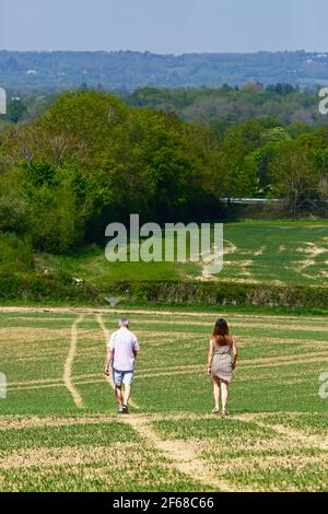 Walkers hiking across field of newly planted wheat on the Wealdway long distance footpath between Bidborough and Haysden in early summer, Kent, UK Stock Photo