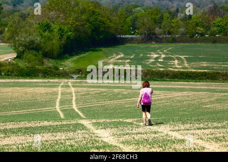 Woman hiking across field of newly planted wheat on the Wealdway long distance footpath between Bidborough and Haysden in early summer, Kent, England Stock Photo