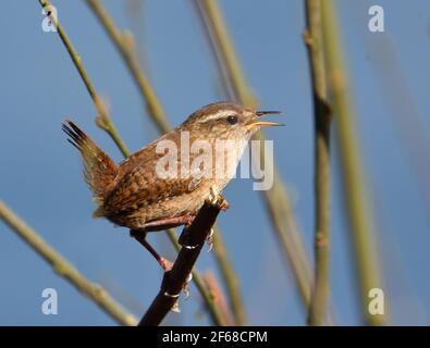Wren  tiny British Bird  perched on twig with beak open. Stock Photo