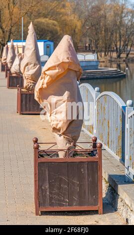 Plants are sheltered from the cold in flower beds, embankment improvement Stock Photo