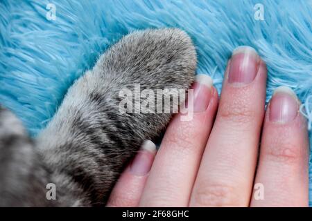 Tabby gray cat paw and a human hand on a blue background Stock Photo