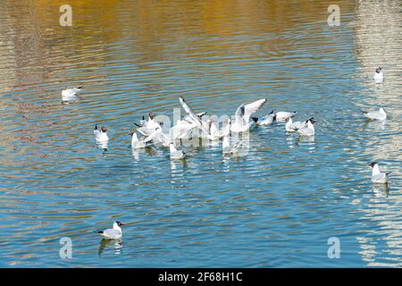 Flock ducks and a drakes swim side by side in a clean reservoir, birds swim on the water Stock Photo